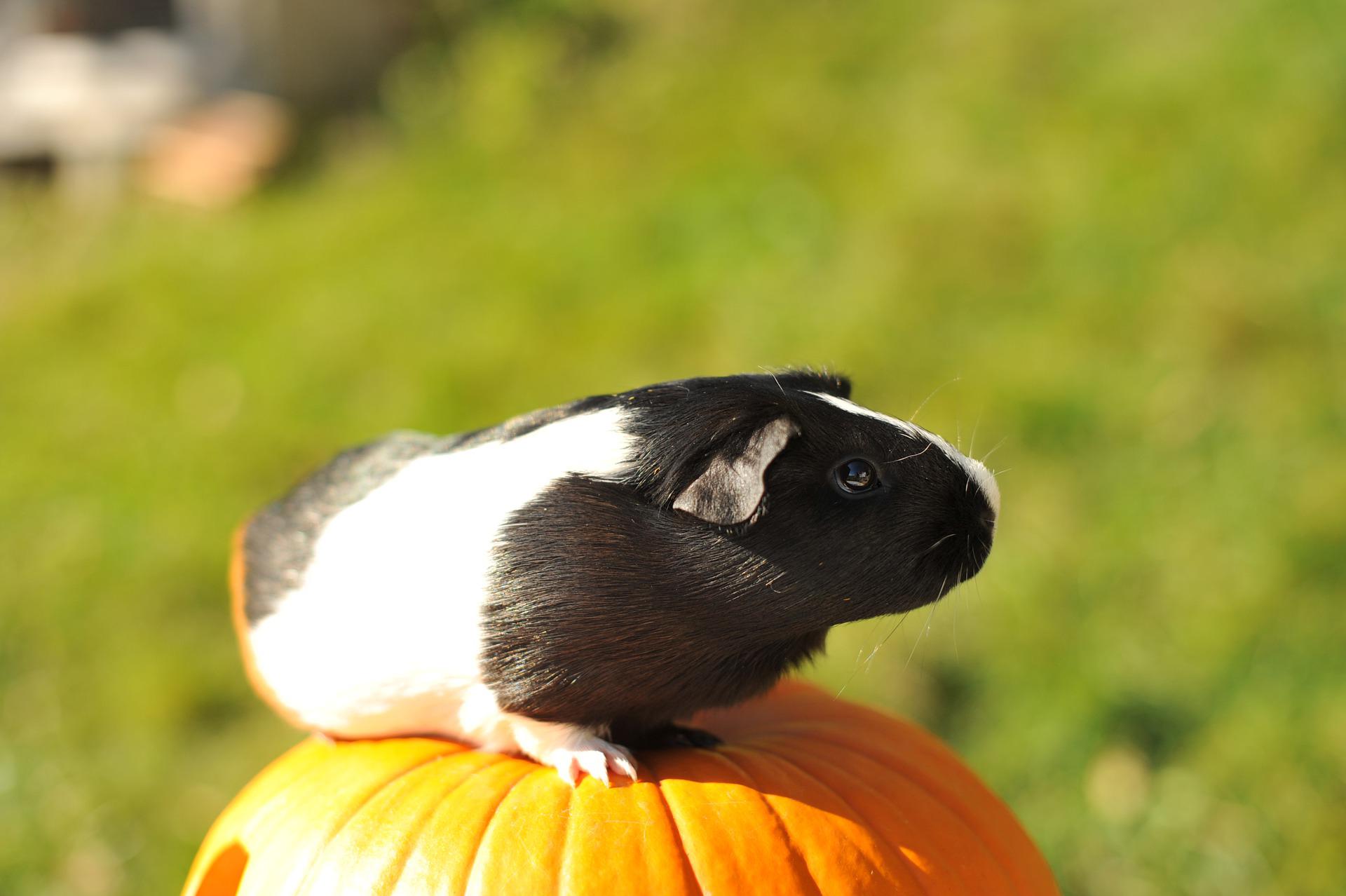 A guinea pig sitting on top of a pumpkin that they can eat