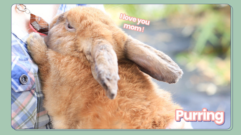 A brown rabbit happily cradled in a woman's arms