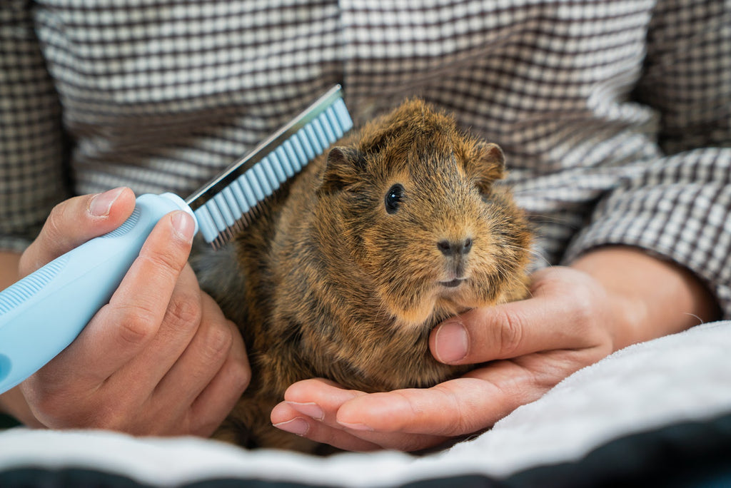 Ru, Cuddlecomb, cute guinea pig, GuineaDad