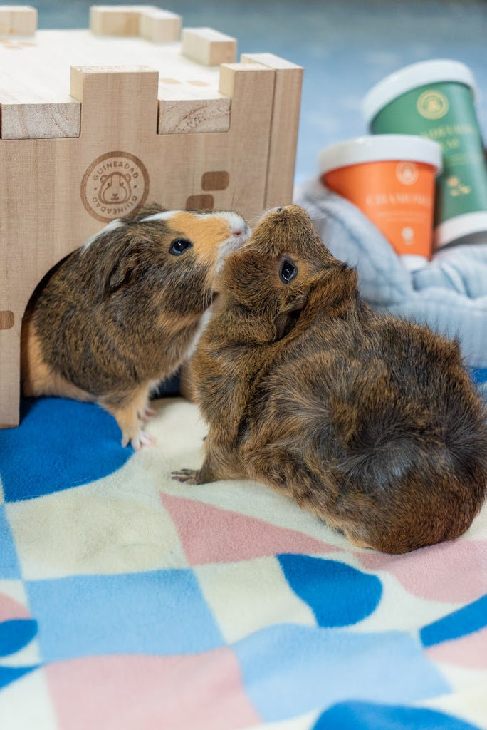 cute guinea pigs, guineadad, ru and mi