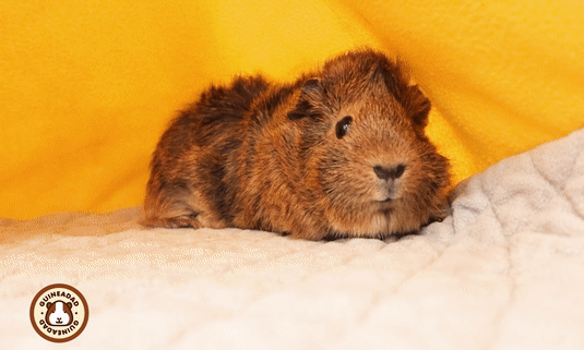 Abyssinian Guinea Pig snuggling under the liner