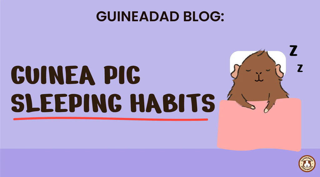 Guinea Pig's sleeping habits