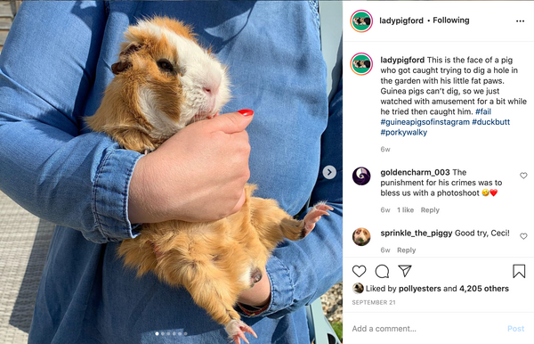 holding guinea pig