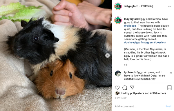 spending time with guinea pigs