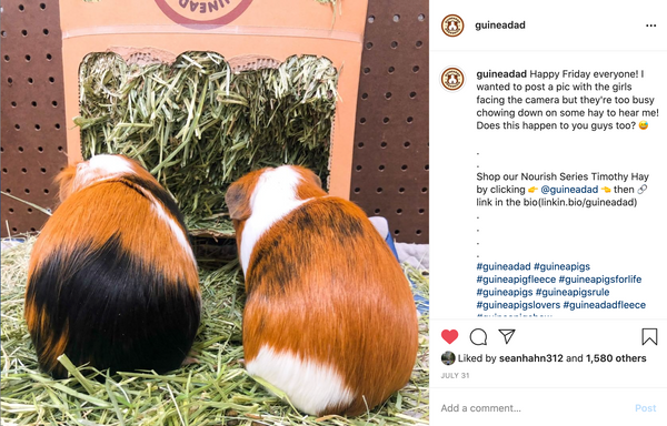 guinea pigs eat fresh green timothy grass hay