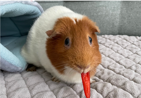 Queen Dumpling eating some red bell pepper to get some vitamin C in!