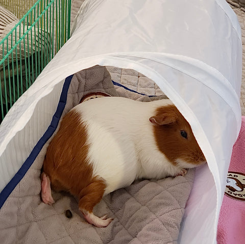 Guinea pig snoozing in a tunnel