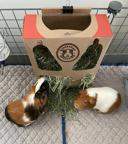 Tofu and Dumpling, two guinea pigs, enjoying GuineaDad timothy hay