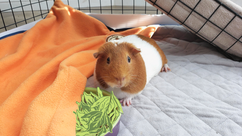 Our guinea pig, Dumpling, with a bowl of leafy greens