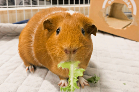 Our guinea pig, Peanut, with lettuce in her mouth