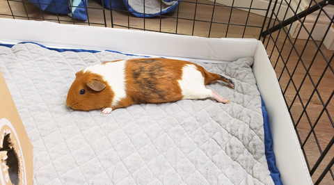 Guinea Pig Laying on Stomach