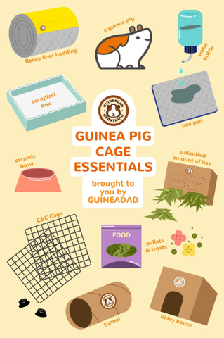 Guinea Pig Cage Essentials: Liner, water bottle, C&C cage, pee pads, ceramic bowl, unlimited hay, hideys, pellets