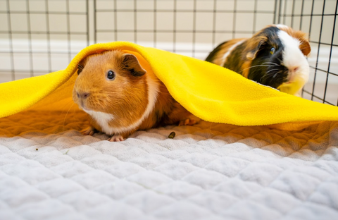 Two guinea pigs chilling on fleece liners