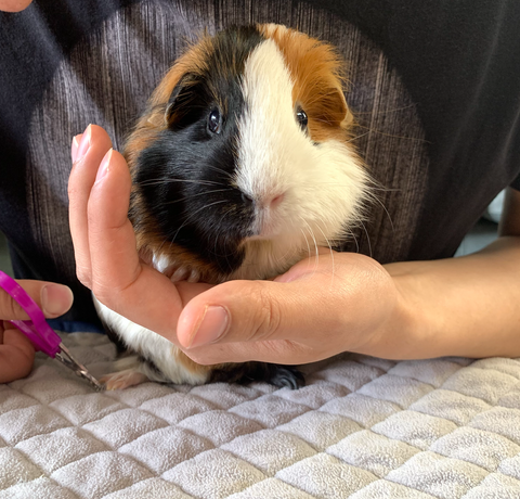 Guinea pig getting it's nails trimmed