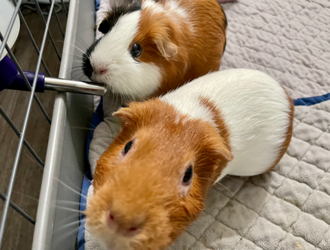 Two guinea pigs in a cage