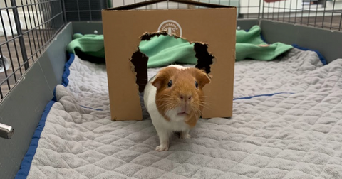 A guinea pig coming out of a hidey