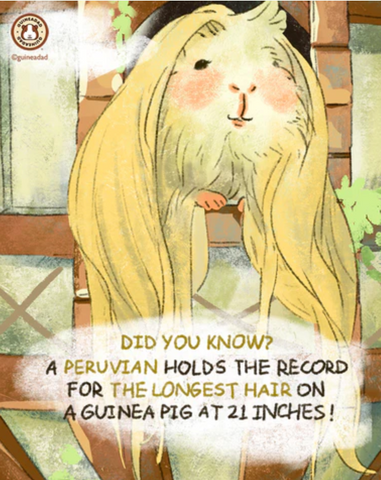Did you know? A Peruvian holds the record for the longest hair on a guinea pig at 21 inches!