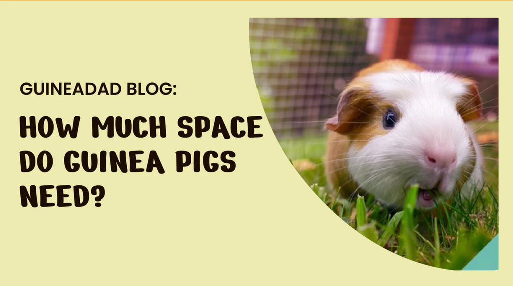How Much space do Guinea pig need?