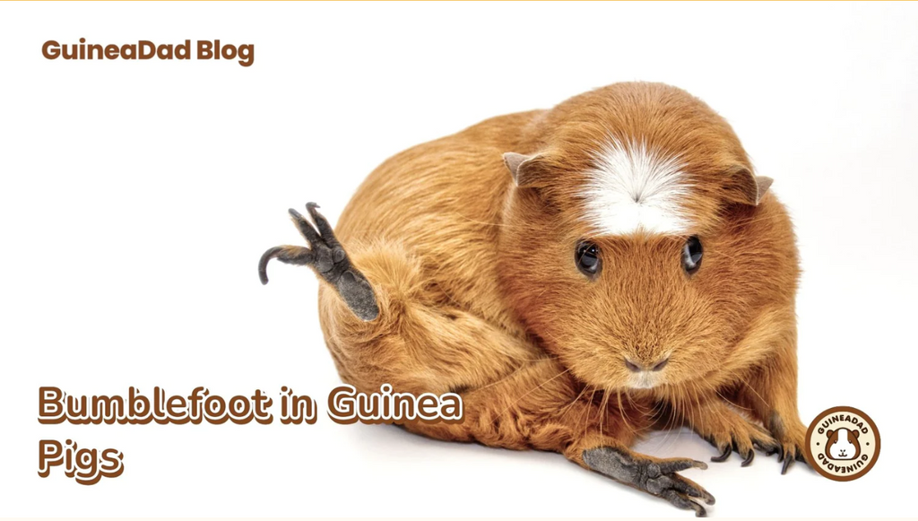 For more great guinea pig content click this "guinea pig bumble foot" blog