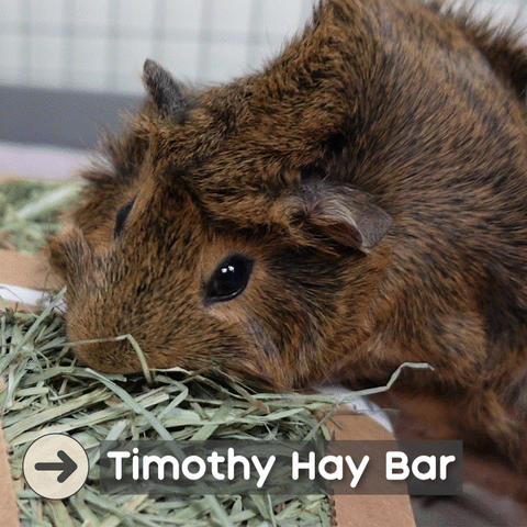Do guinea pigs eat avocado clearance