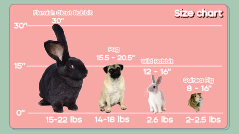 Size Chart comparing the size and weight of a Flemish Giant rabbit, a Pug, a wild rabbit, and a guinea pig