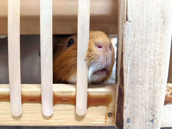 guinea pig cage size