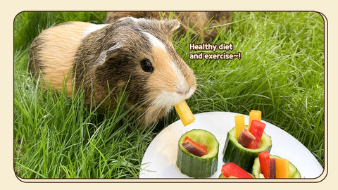 A guinea pig eating fresh vegetables for a healthy and well-balanced diet