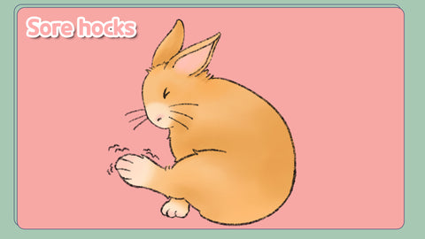 Sore hocks - when a rabbit has sore ankles (hocks) or feet