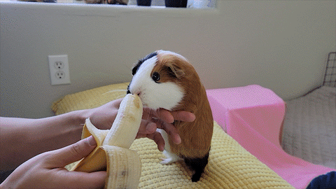 Can guinea pigs eat bananas?