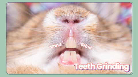 Rabbit Teeth Grinding - A bunny grinding its teeth while shaking, being avoidant, or showing other signs of discomfort is likely an indication of pain