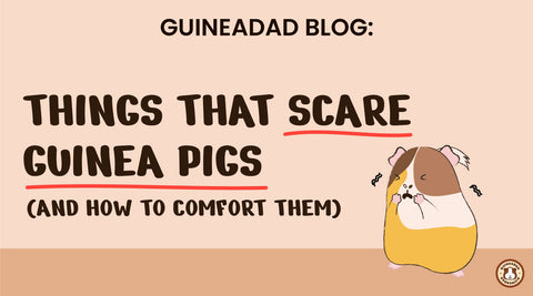 Things that scare guinea pigs and how to comfort them