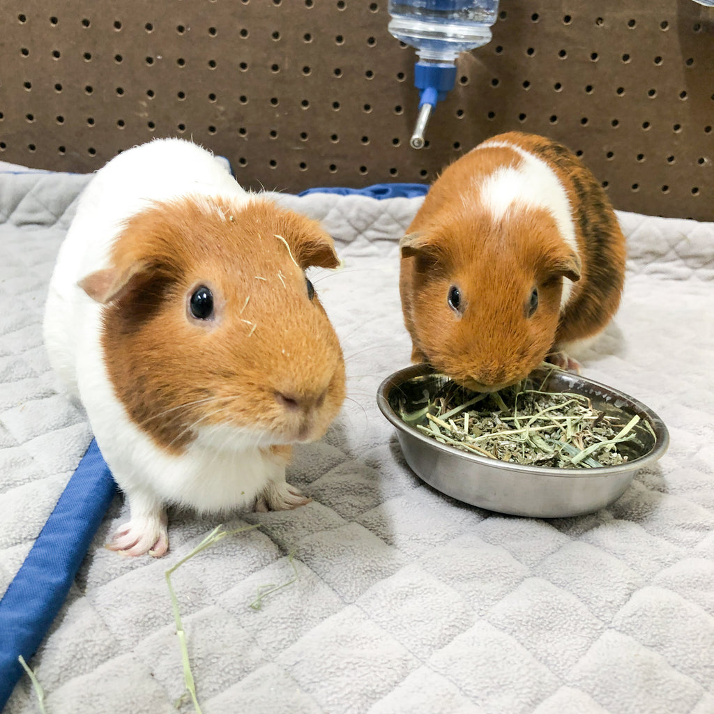 The best bedding for guinea pigs, GuineaDad Premium Liners