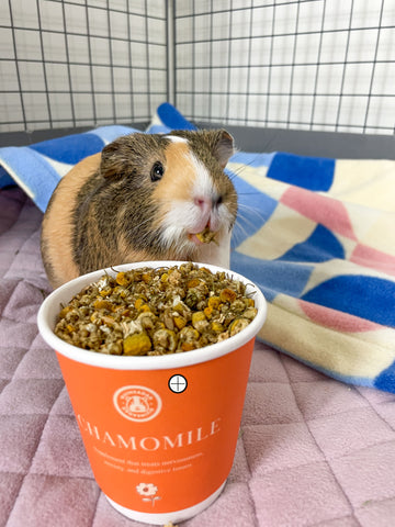 Chamomile Treat Cup https://guineadad.com/products/chamomile-guinea-pig-treats