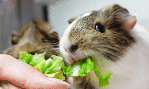 eating veggi