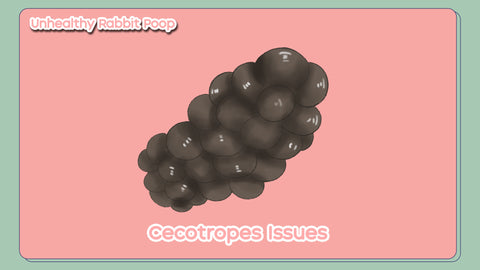 Picture of a Cecotrope - Cecotropes are small, nutrient-dense droppings from rabbits that bunnies must eat and digest a second time in order to extract all of the nutrients.