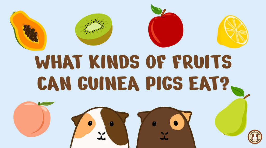 GuineaDad Fruit Master List: What kinds of fruits can guinea pigs eat?