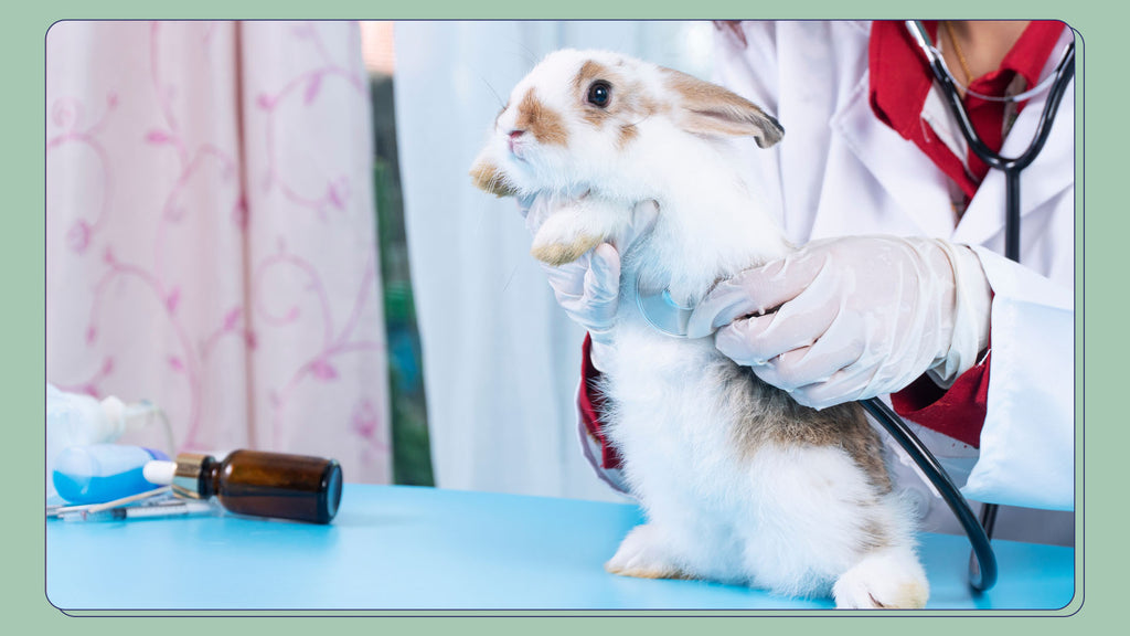 Veterinarians for Rabbits - Regular medical checkups with a vet are crucial to keep pet rabbits healthy