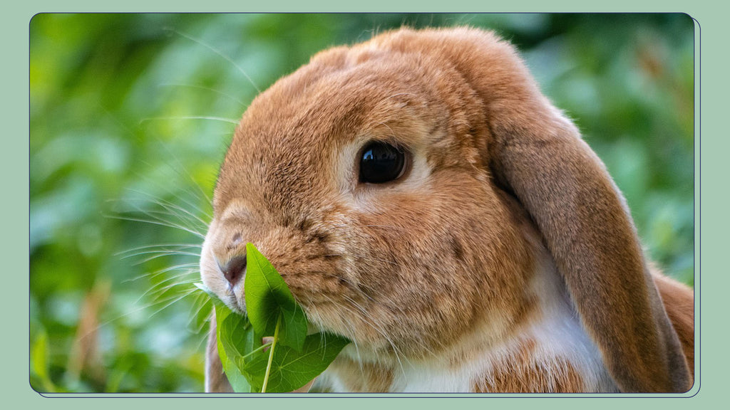 A rabbit eating greens - Greens that are good for bunnys