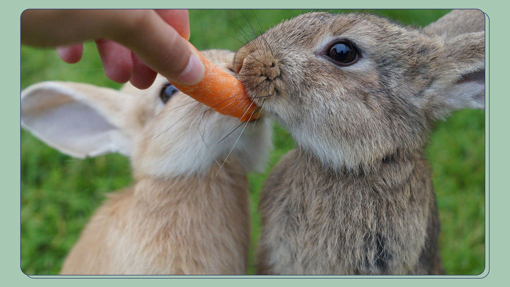 Two bunnys sharing a carrot