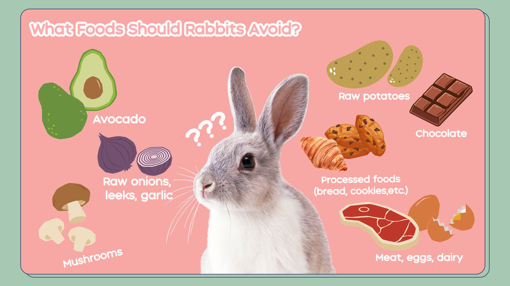 What can rabbits not eat? These foods aren't good for bunnys