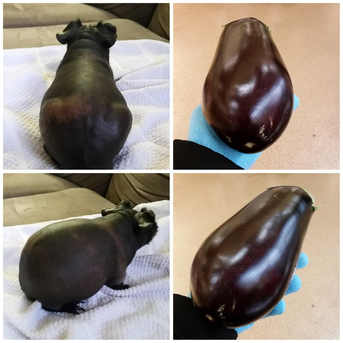 Skinny Pig Eggplant - hairless guinea pig eggplant, aubergine , ginnie pig