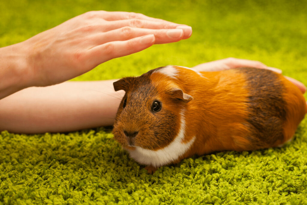 person petting guinea pig