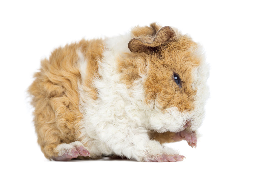 Alpaca guinea pig - The Little Softy - gentle guinea pig - cute guinea pig