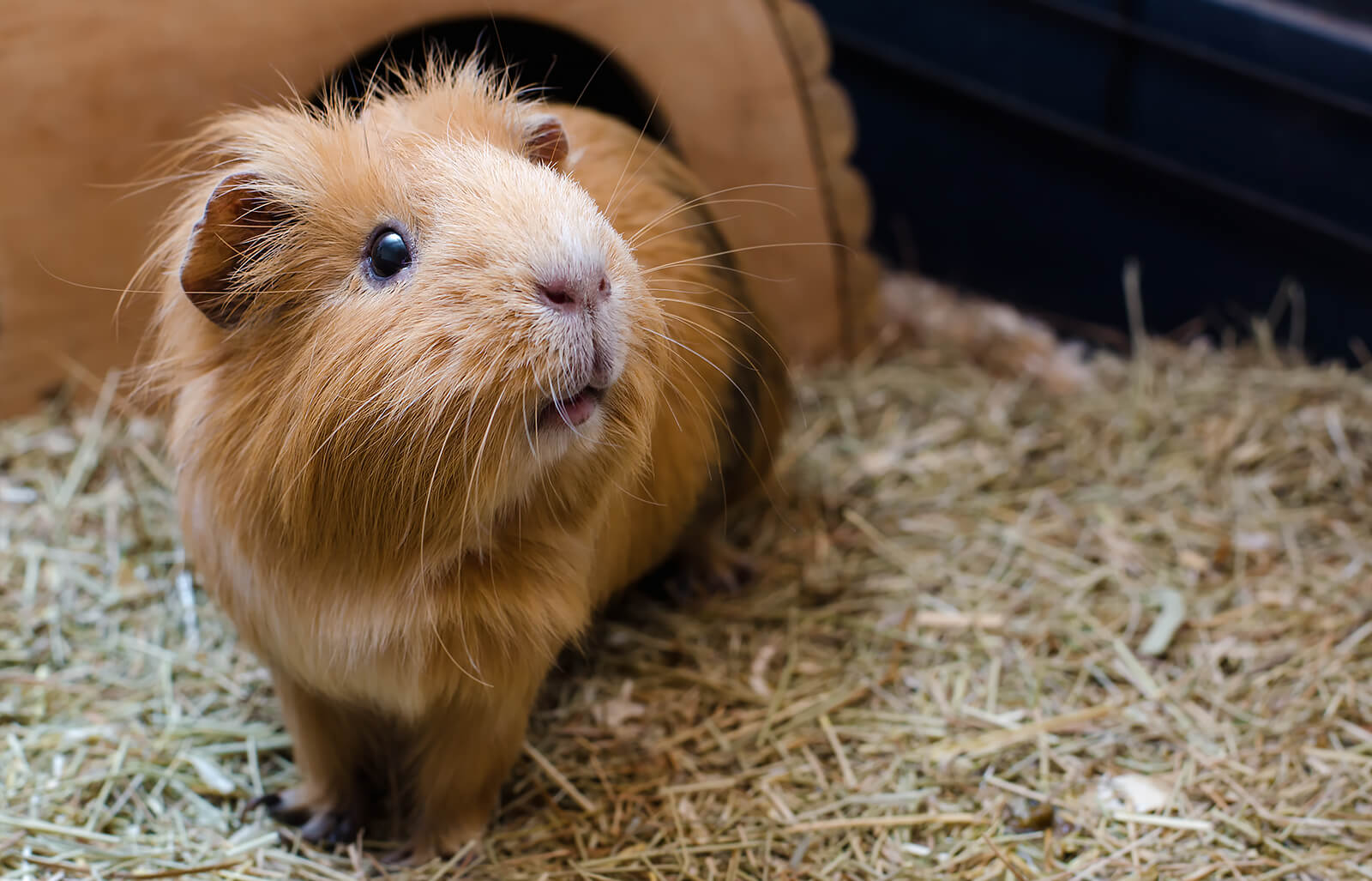 Guinea pig standing in hay bedding
