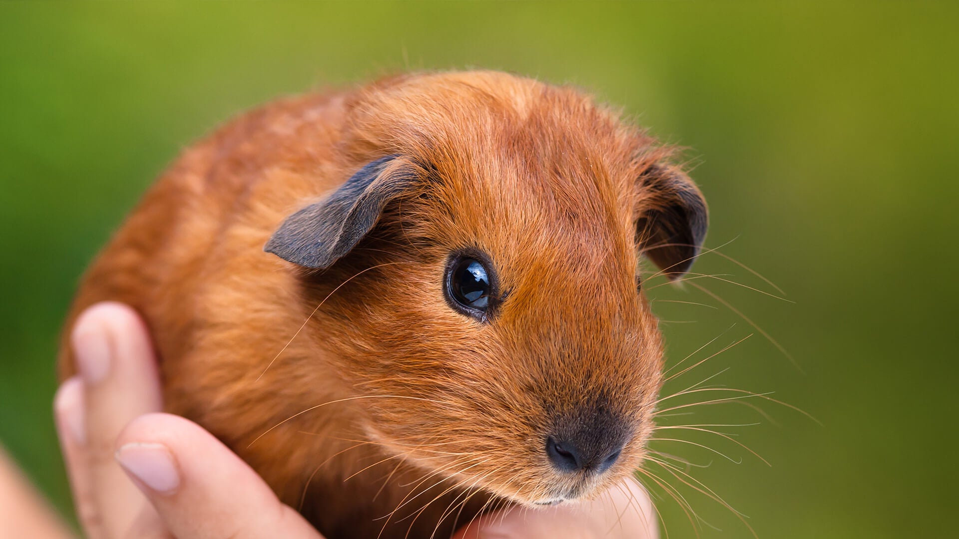 person holding a guinea pig that doesn't smell
