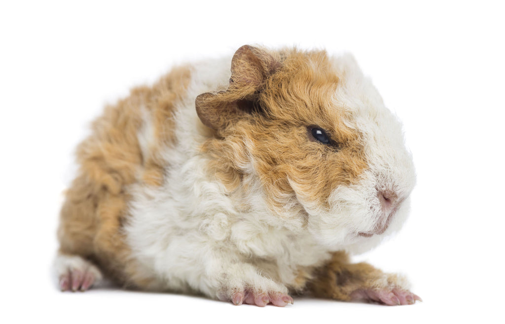 cute baby guinea pig, baby alpaca guinea pig