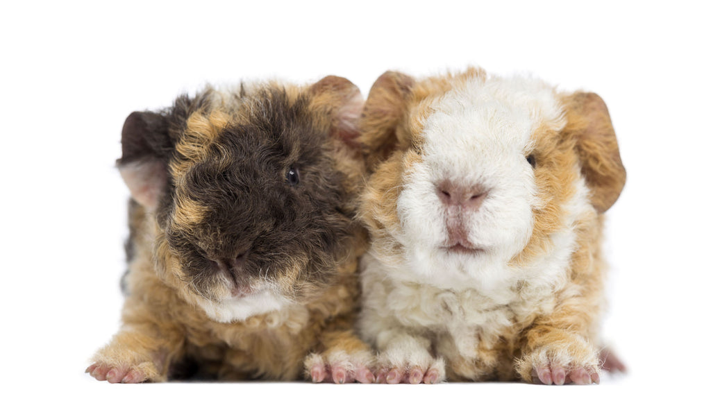 cute baby guinea pigs, baby guinea pigs