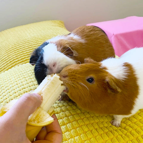 Can guinea pigs eat bananas?