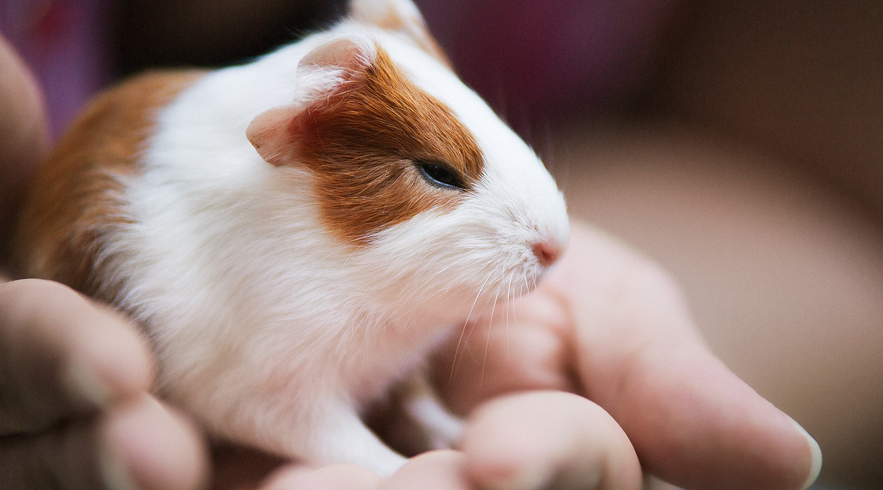 Baby guinea pig sitting on hand