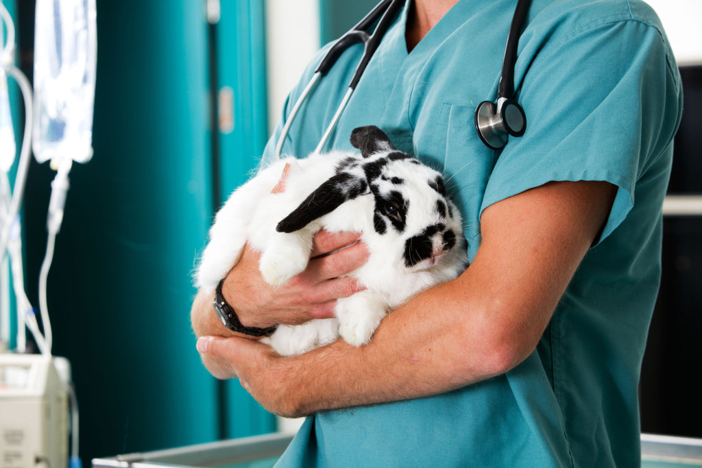 How much do bunnies cost - an exotic animals vet for rabbits , rabbit lifespan